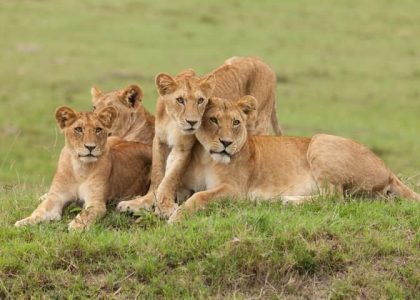 a pride of lions on the grasslands of the Maasai Mara, Kenya