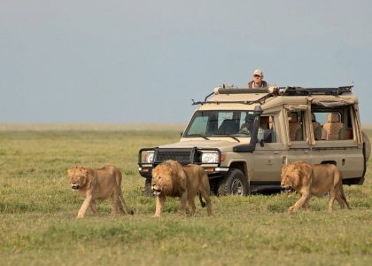 Masai Mara Game drive