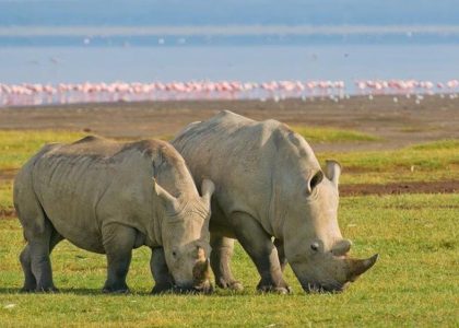 Rhinos in Lake Nakuru National Park