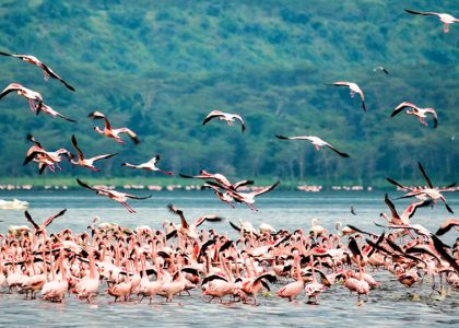 staysee-lake-nakuru-flamingo