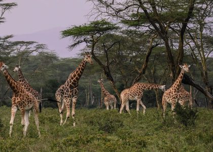 staysee-lake-nakuru-giraffe