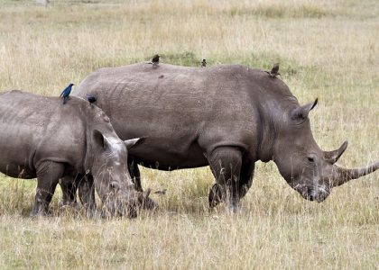 staysee-lake-nakuru-rhino