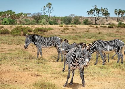 staysee-samburu-zebra